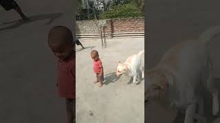 Kids playing with pet dog