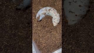 Hercules beetle larvae #beetle #larvae #larva #herculesbeatle #hercules