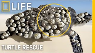 Saving sea turtles: Removing barnacles and restoring their freedom | Animal rescue compilation