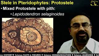 Types of stele in  Pteridophytes with Gujarati Narrations