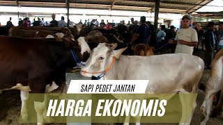 Harga Pedet Murah Banget di Pasar Sapi Banjarnegara Terbaru