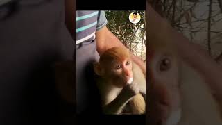 80 हज़ार ke hai 🤣 || Fun moments || #monkeyvideo #voiceover