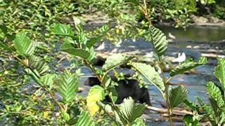 Black Bear on Quinsam River September '09