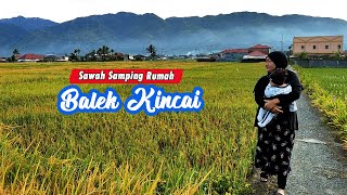 BALIK KAMPUNG LIHAT SAWAH PADI MENGUNING SAMPING RUMAH - TERLIHAT GUNUNG KERINCI JAMBI