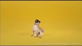 Pedigree - "Me Toca Sobre" parte 3 - Comercial de TV - Propaganda com Pug