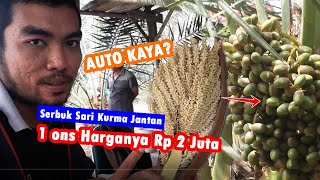 Membedakan Ciri Kurma Jantan dan Betina Sulit Kecuali Dari Bunga, Serbuk Sari Kurma Untuk KESUBURAN?