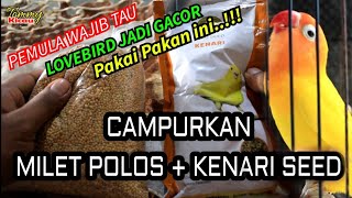 PAKAN AMPUH!!!Rahasia Lovebird biar ngekek panjang cocok buat pemula