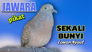 perkutut lokal gacor jawaranya pikat manjur buat pancingan