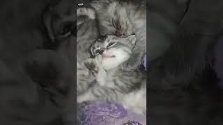 Котята от Серёги #рекомендации #топ #котята #котики