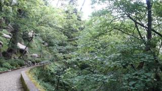 Forest at the Moorish Fortress, Sintra, Portugal