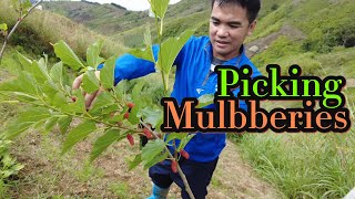 PIcking Mulberries