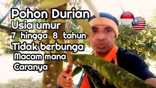 INILAH CARANYA MENGATASI POHON DURIAN UMUR 7 HINGGA 8 TAHUN TIDAK BERBUNGA