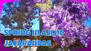 Ajijic Spring - Coldwell Banker Chapala Realty