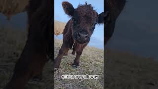 Baby Cow         #cowlover #cow #animal  #adoptme #minicow #babycow #aat