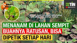 BERBUAH LEBAT HINGGA RATUSAN, PADAHAL DI LAHAN SEMPIT, HANYA 18 POHON TIN, MAMPU PETIK TIAP PEKAN