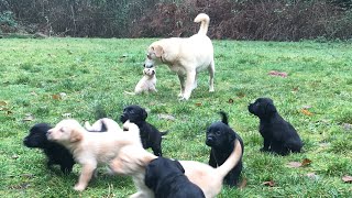 First Time Outside! 10 puppies!! 4 Week Old Golden Labrador Retriever Pups