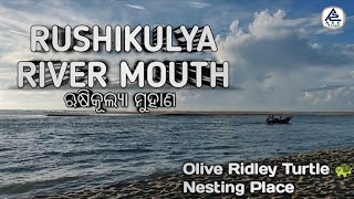 Rushikulya River Mouth ।। ଋଷିକୂଲ୍ୟା ମୁହାଣ ।। Olive Ridley turtle 🐢 Nesting Place ।। Puruna Bandha