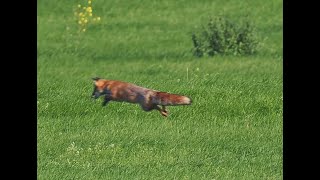 Fuchs, Fasan und Flußuferläufer