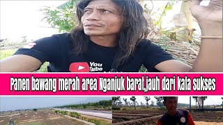 keliling area lokasi bawang merah yang sudah hampir selesai panen,,dg hasil jauh dari kata sukses