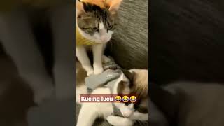 kucing yang lucu. kucing imut dan lucu. #kucinglucu #kucing