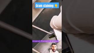 gram staining procedure 👇#gramstaining #dmlt #dmlt_video #mltclasses #labtech #labtechnicians