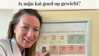 Is mijn kat goed op gewicht? | Lichaamsconditie score kat