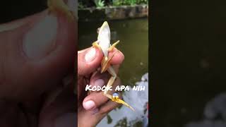 Kodok beracun kah‼️⚠️😱#reptil #borneo #shorts #video