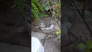 گربه خوشکله خونه ما همراه با بچه هاشThe beautiful cat of our house with her children