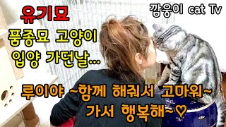 발톱이 다 달아버린 품종묘 유기묘  고양이 구조후 엄마 만나러 가던날 마지막 나에게 보여준 행동