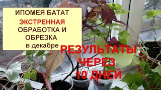 Ипомея батат. Результаты обработки и обрезки в декабре. Зимнее укоренение.