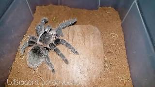 Gorby Exotics - Tarantula Group Feeding Video 096