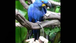 hyacinth macaw video