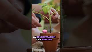 5 Plantas Medicinales Esenciales para tu Jardín: Salud y bienestar con plantas PARTE 1 🌿💊