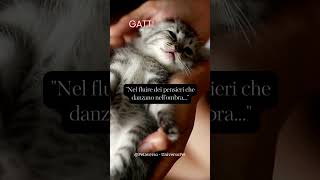 Nel fluire dei #pensieri che danzano nell'ombra #gatti #animali #aforismi #frasedelgiorno #saggezza