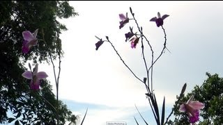 Flor do Mato | Fábio Caramuru | Gravação realizada na Praia Vermelha do Sul - Ubatuba - SP