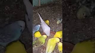 birds eating food #youtubeshorts #birds