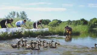 Historic Duck Release  - June 2022