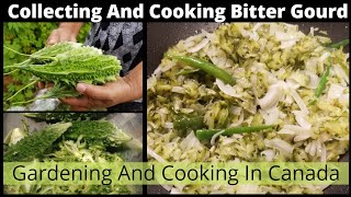 Harvesting & Cooking Bitter Gourd From Backyard Garden#বাগান থেকে তুলে করল্লা  রান্না করলাম#Canada