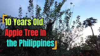 10 Years Old Apple Tree in the Philippines