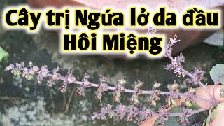 Bài thuốc trị Ngứa lở da đầu, hôi miệng, trẻ chậm mọc tóc, cảm mạo quanh năm. PHAN HẢI Vlog