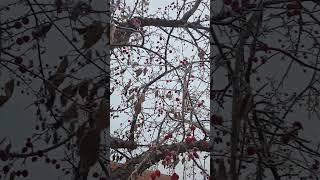 Frosted over berry tree