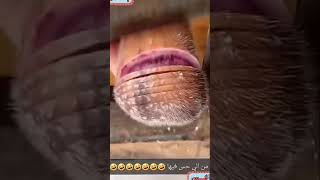 من الي حس فيها؟! #tiktok #explore #السعودية #youtubeshorts #like #ترند_السعودية #shortvideo