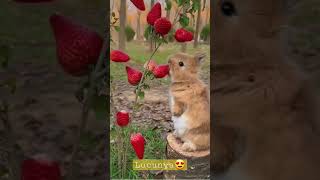 Cute little rabut eating strawberry . . very cute