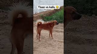 Tisan vs Kallu 😂 सिर्फ भोकेते हे लगते नही हे 😂 #youtube #shorts #ytshorts #dogs #trending #viral