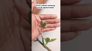 part2 suksek sampung pucuk alpukat kelud#berkebun #berkebundirumah #pertanian