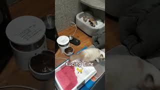 Kandang Kucing Elit #kucing #cat #catlover #pecintakucingindonesia #pets #pet #cats #catvideos