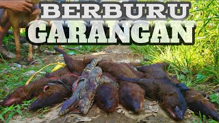 BERBURU HAMA GARANGAN pemangsa ayam warga