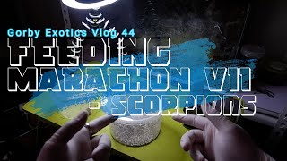 Feeding Marathon VII - Scorpions #GorbyExoticsVlog44