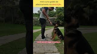 seu cachorro prestando mais atenção em você