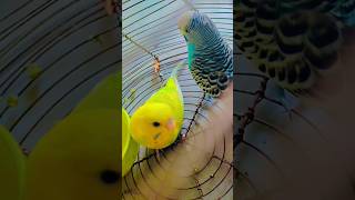 budgies parrot 🦜🐦 #shorts #viral #bird #nafeespigeon